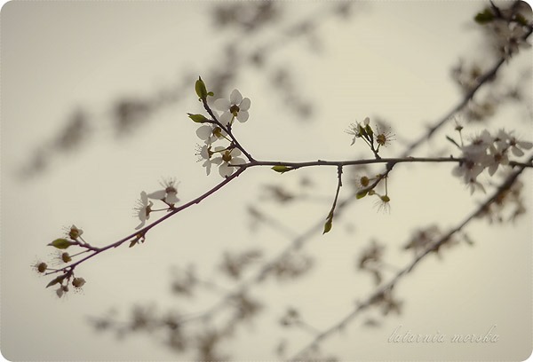 spring_4